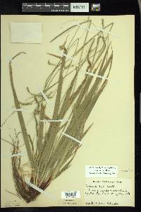 Carex arctata image