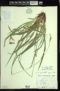 Carex arctata image