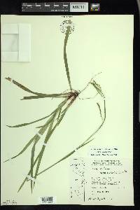 Carex arctata image