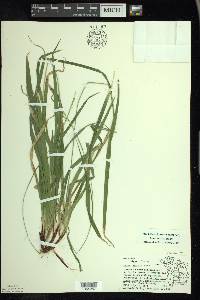 Carex arctata image