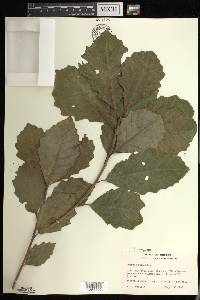 Quercus prinoides image