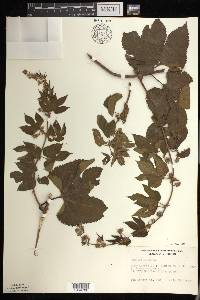 Humulus lupulus image