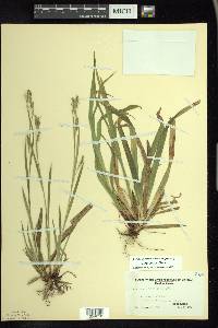 Carex arctata image