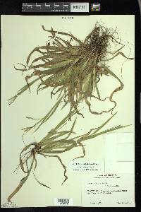 Carex arctata image