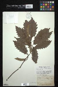Image Associated With the Occurence