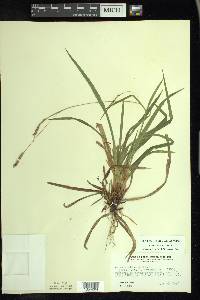 Carex arctata image