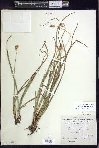 Carex castanea image