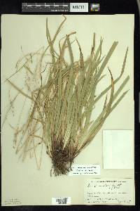 Carex arctata image