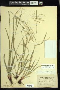 Carex arctata image