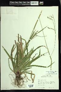 Carex arctata image