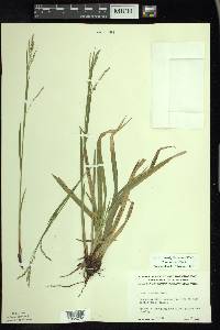 Carex arctata image