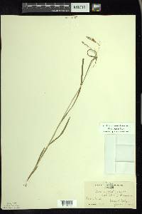 Carex arctata image