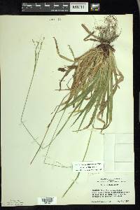 Carex arctata image