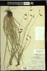 Carex castanea image