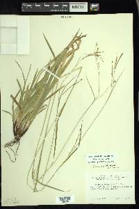 Carex arctata image