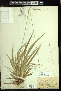 Carex arctata image