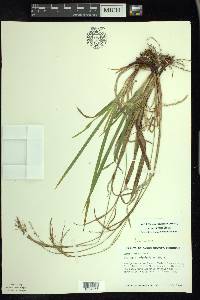 Carex arctata image