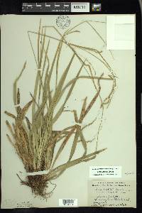 Carex arctata image