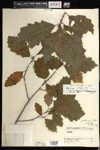 Quercus prinoides image