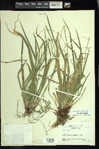 Carex arctata image