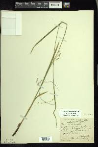 Carex arctata image