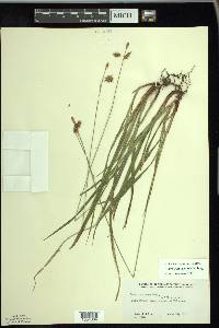 Carex castanea image