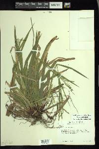 Carex arctata image