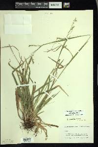 Carex arctata image