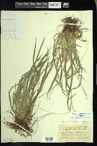 Carex arctata image