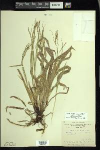 Carex arctata image