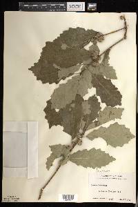 Quercus prinoides image