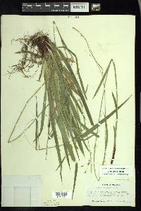 Carex arctata image