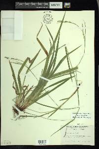 Carex arctata image