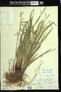 Carex arctata image