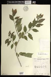 Ulmus pumila image