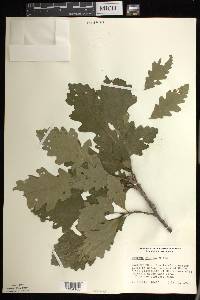 Quercus bicolor image