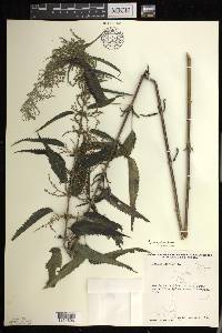 Urtica gracilis image