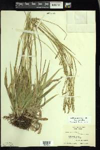 Carex arctata image