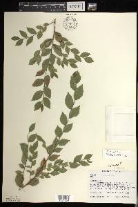 Ulmus pumila image