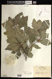 Quercus prinoides image