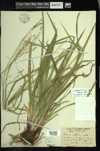 Carex arctata image