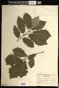 Quercus prinoides image