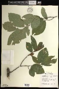 Ulmus thomasii image