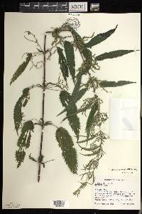 Urtica gracilis image