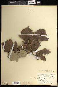 Quercus bicolor image