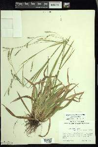 Carex arctata image