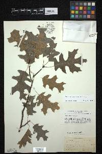 Quercus ellipsoidalis image