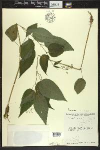 Circaea canadensis image