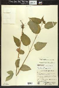 Circaea canadensis image