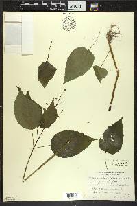 Circaea canadensis image